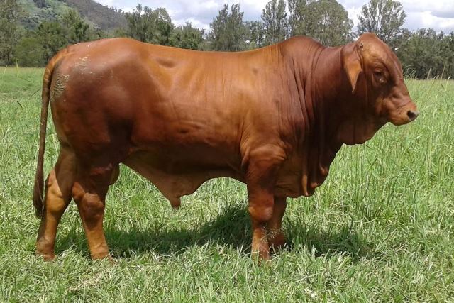 Yaralla Stanford Calf